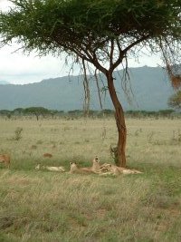 gal/Honeymoon/Tsavo East/_thb_DSCF0087.JPG